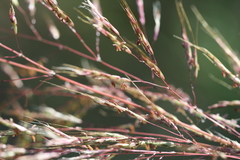 Capillipedium spicigerum