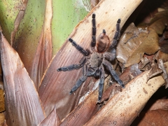 Pachistopelma rufonigrum