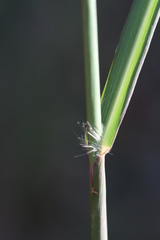 Capillipedium spicigerum