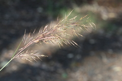 Capillipedium spicigerum