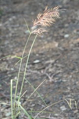 Capillipedium spicigerum