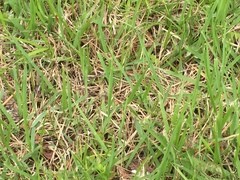 Zoysia japonica