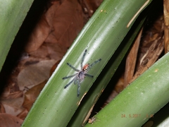 Pachistopelma rufonigrum