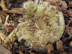 Russula roseopileata
