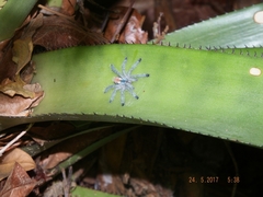 Pachistopelma rufonigrum