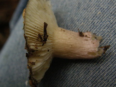 Russula roseopileata