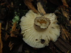 Russula roseopileata
