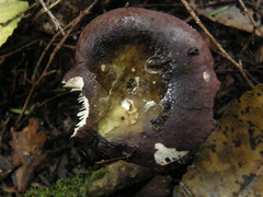 Russula roseopileata