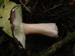 Russula roseopileata