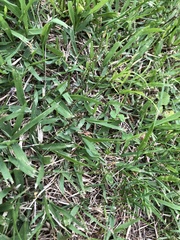 Zoysia japonica