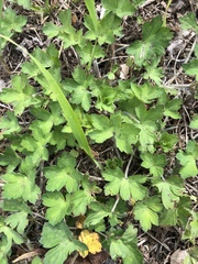 Geranium thunbergii