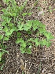 Geranium thunbergii