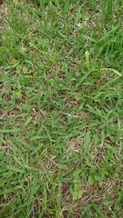 Zoysia japonica