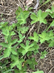 Geranium thunbergii