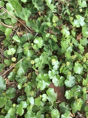 Hydrocotyle sibthorpioides