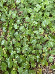 Hydrocotyle sibthorpioides