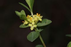 Pimelea flava flava