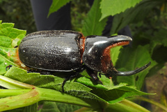 Heterogomphus schoenherri