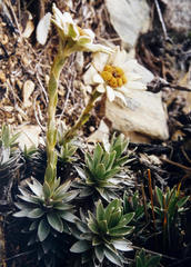 Leucogenes leontopodium