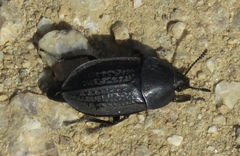 Heterosilpha ramosa