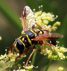 Meromacrus gloriosus