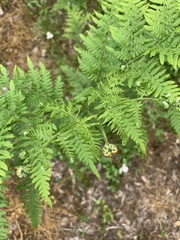 Pteridium