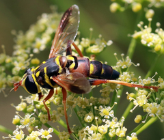Meromacrus gloriosus