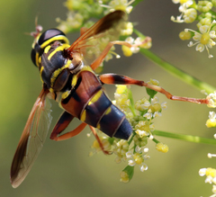 Meromacrus gloriosus