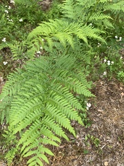 Pteridium aquilinum