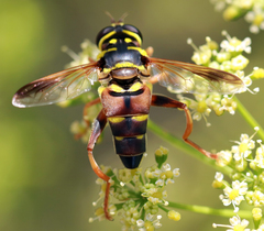 Meromacrus gloriosus