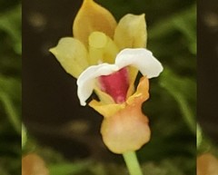 Comparettia jamiesonii