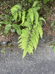 Athyrium niponicum
