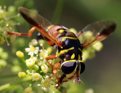 Meromacrus gloriosus