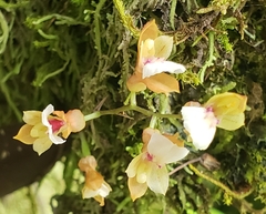 Comparettia jamiesonii