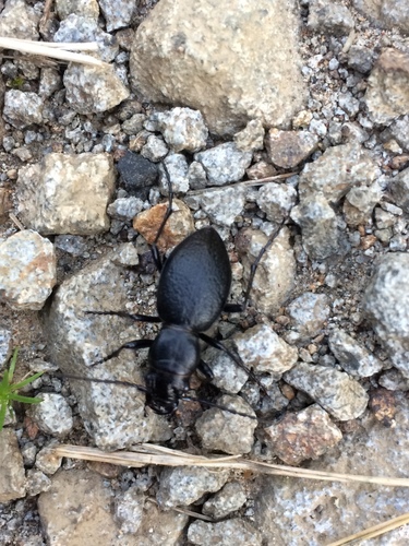 Audouin's Night-stalking Tiger Beetle photo 4