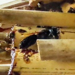 Megachile fulvipennis