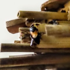 Megachile fulvipennis