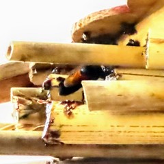 Megachile fulvipennis