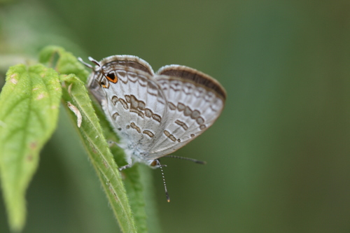 Speckled Line-Blue