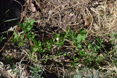 Bouvardia longiflora