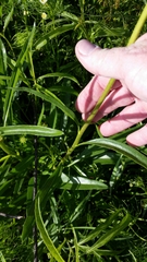 Echinacea atrorubens
