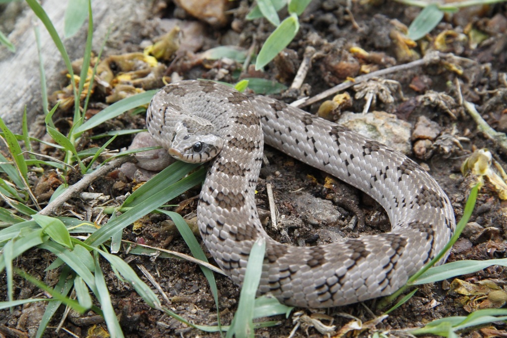 Snouted Night Adder (Snakes of southern Africa) · iNaturalist