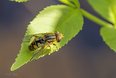 Parhelophilus laetus
