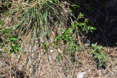 Bouvardia longiflora