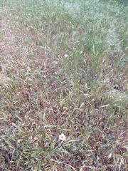 Calochortus superbus