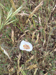 Calochortus superbus