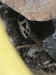 Xanthochilus saturnius