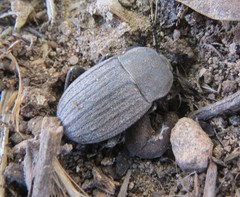Eleodes tricostata