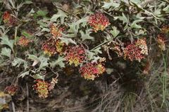 Grevillea dryophylla