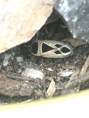 Xanthochilus saturnius